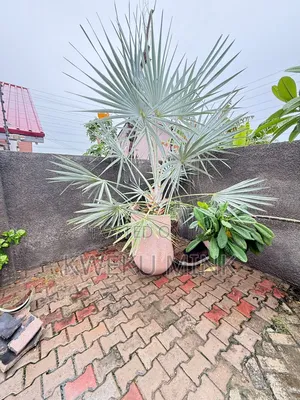 Silver Bismarkia