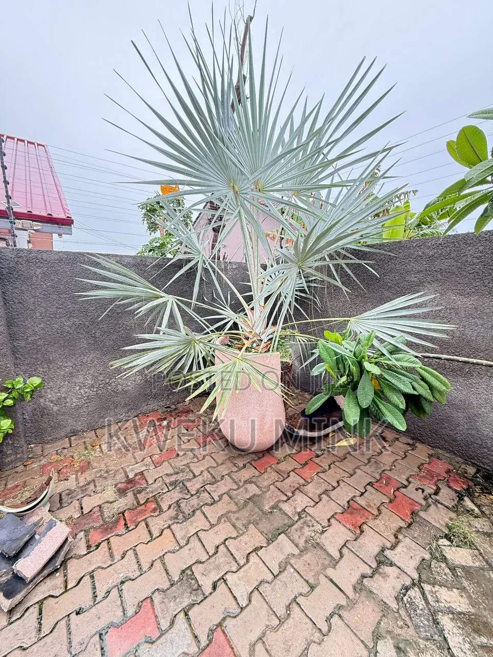 Silver Bismarkia