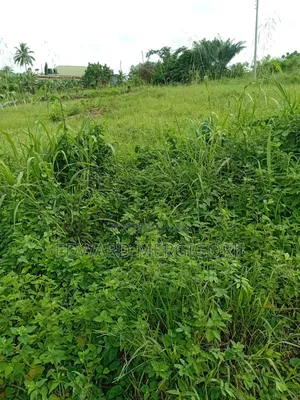 Half Plot of Land at Mfensi