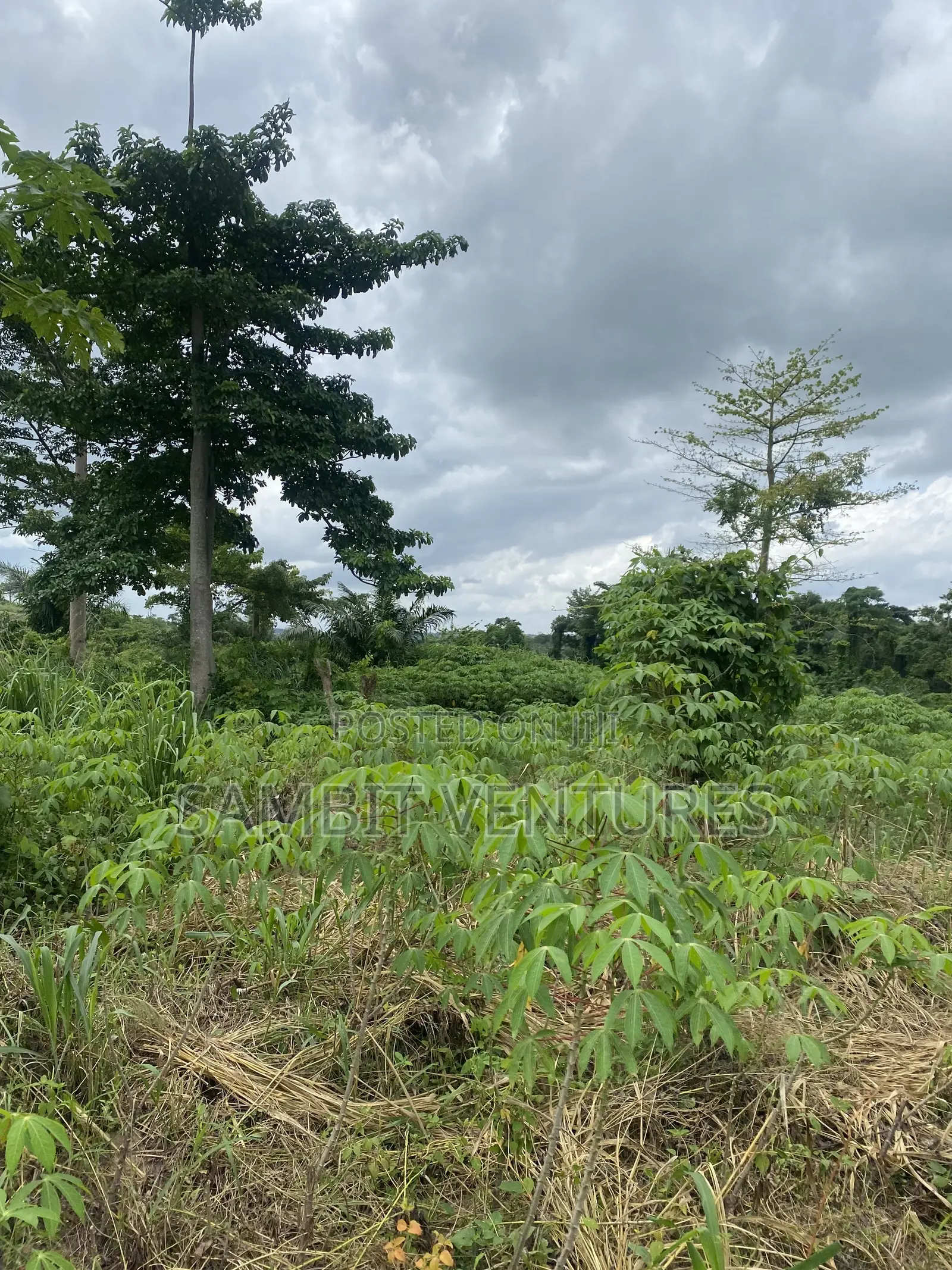 Farm Land at Krabo Kotaa 15 Minutes Drive From Adeso Junction
