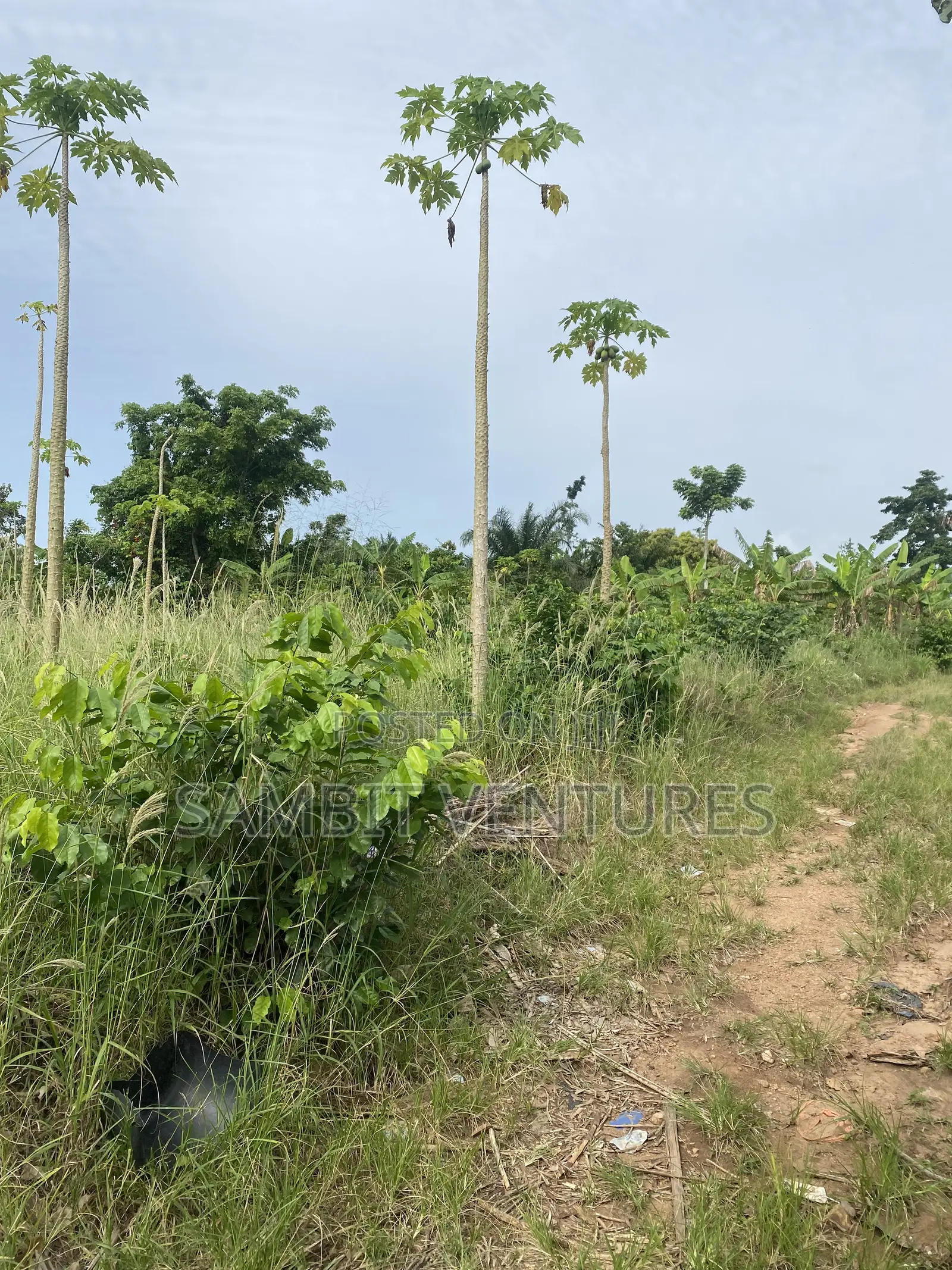 Farm Land at Krabo Kotaa 15 Minutes Drive From Adeso Junction