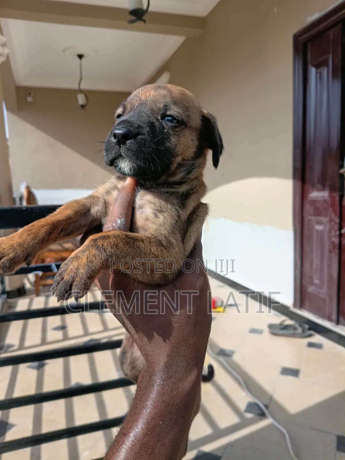 3-6 months Male Purebred Boerboel