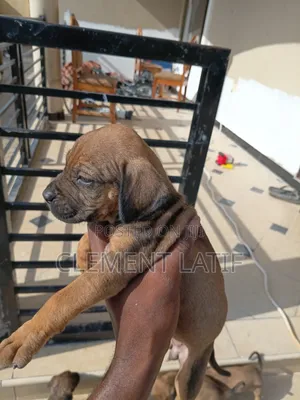 3-6 months Male Purebred Boerboel