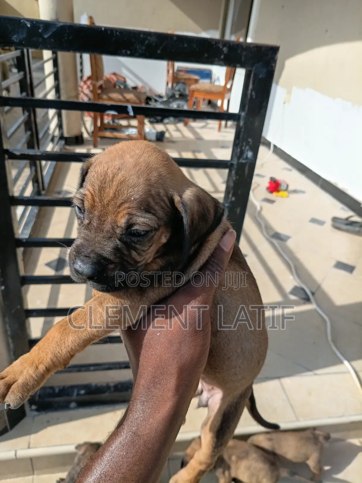 3-6 months Male Purebred Boerboel