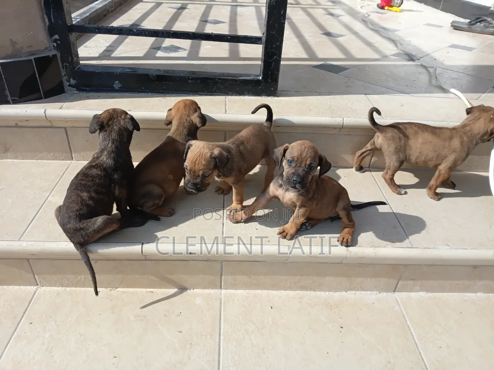 3-6 months Male Purebred Boerboel