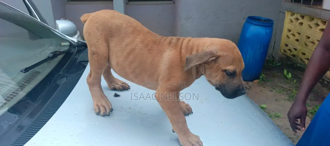 1-3 months Male Purebred Boerboel