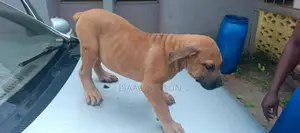 1-3 months Male Purebred Boerboel