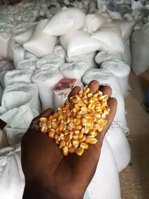 Corn White Yellow
