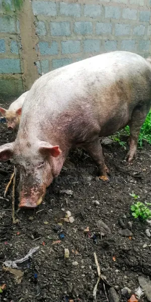 220kg Pig Available