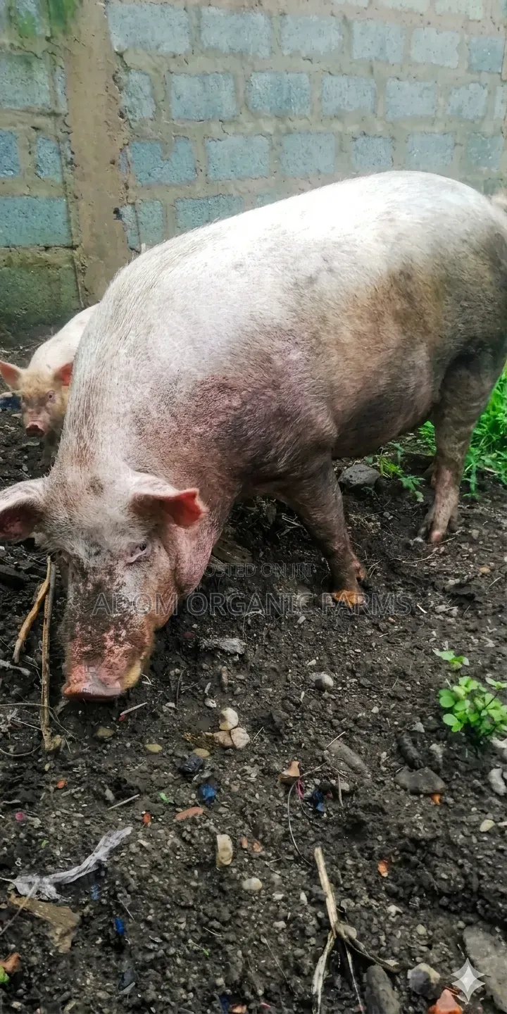 220kg Pig Available