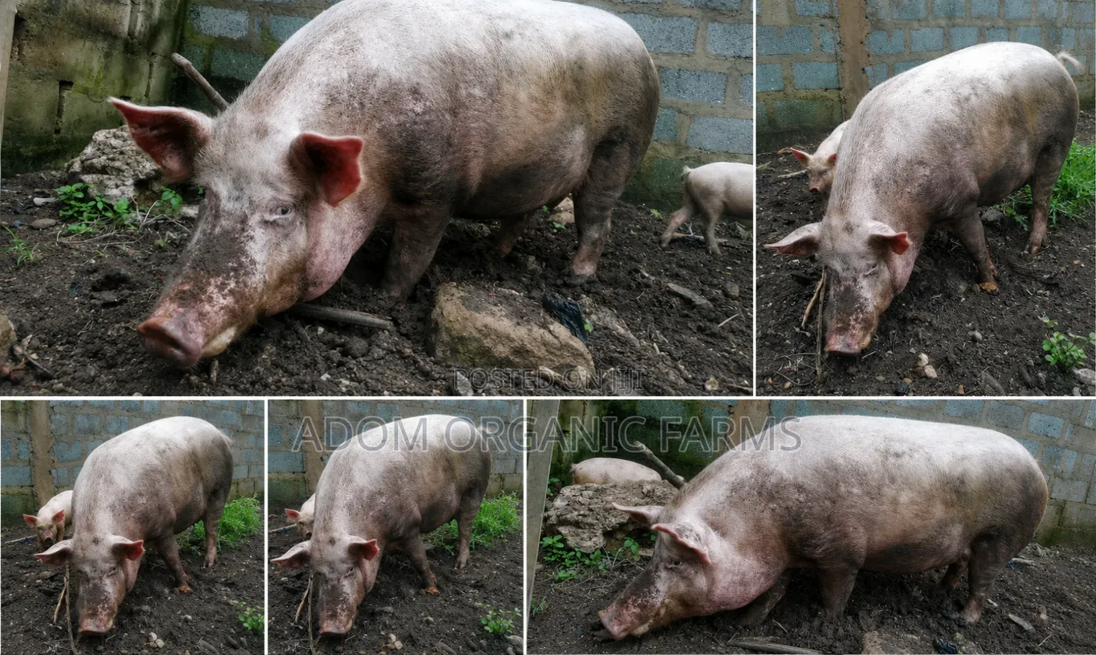 220kg Pig Available