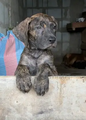1-3 months Female Purebred Boerboel
