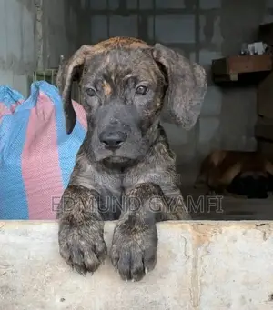 1-3 months Female Purebred Boerboel