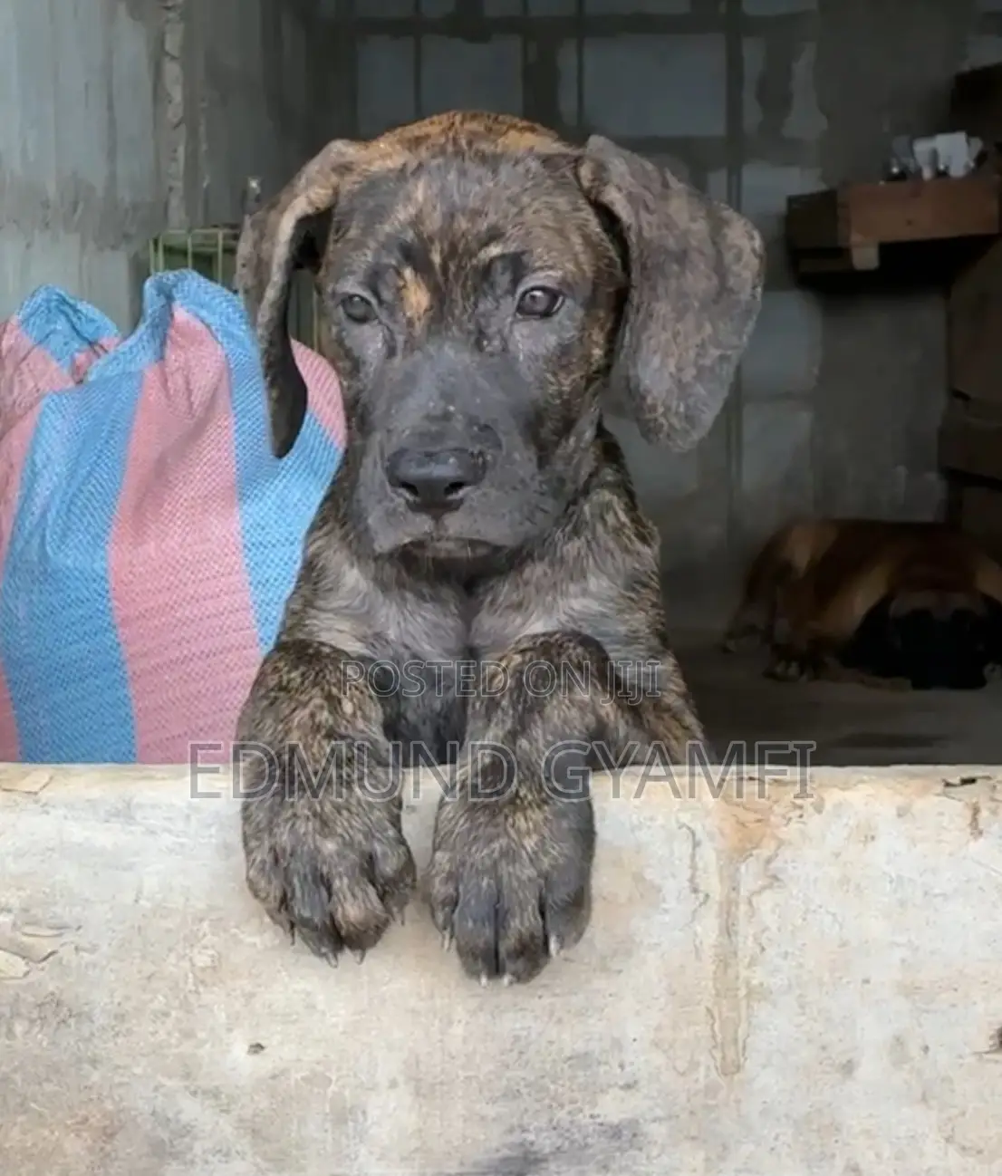 1-3 months Female Purebred Boerboel