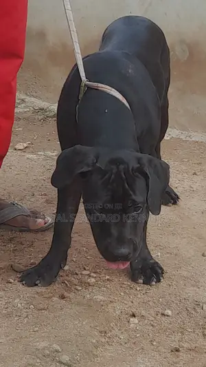 3-6 months Female Purebred Boerboel