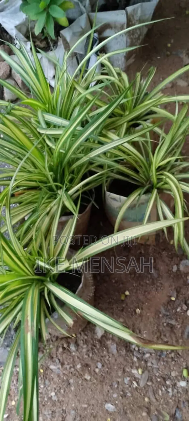 City Gardners