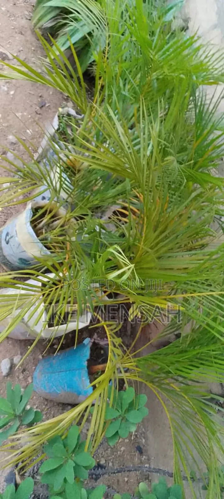 City Gardners