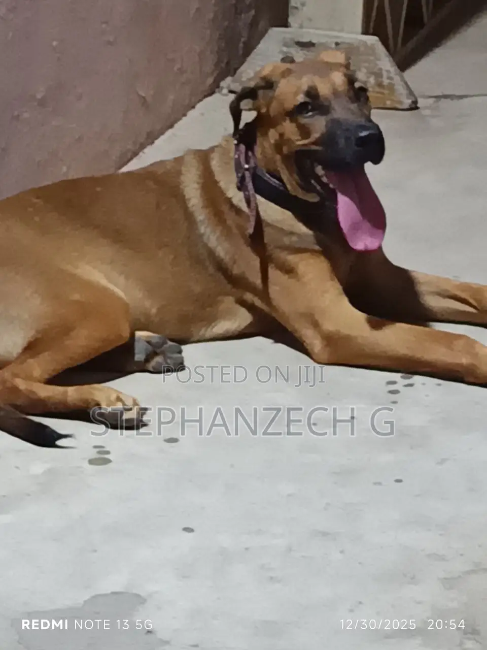 6-12 months Female Mixed Breed German Shepherd