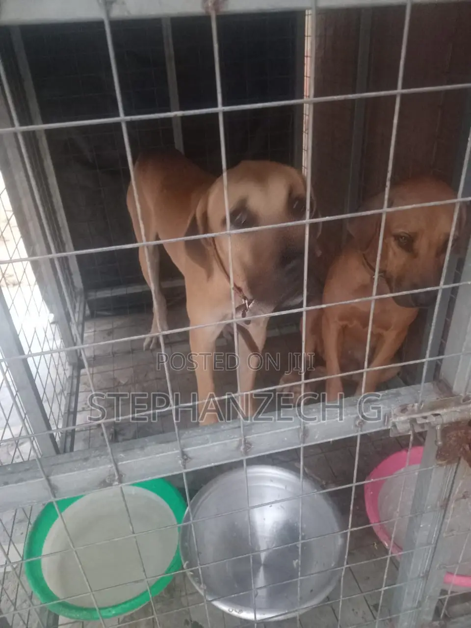 6-12 months Female Purebred Boerboel