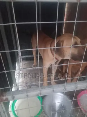 6-12 months Female Purebred Boerboel