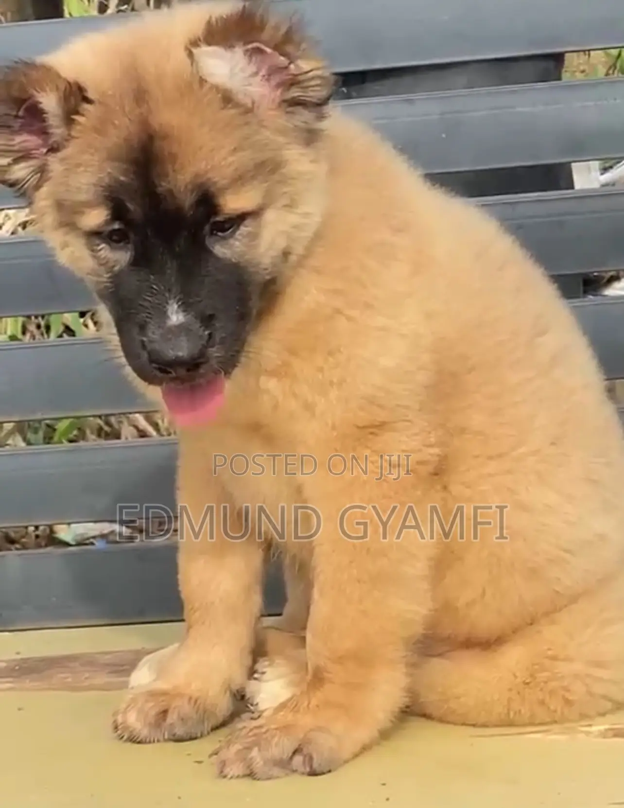 1-3 months Male Purebred Caucasian Shepherd