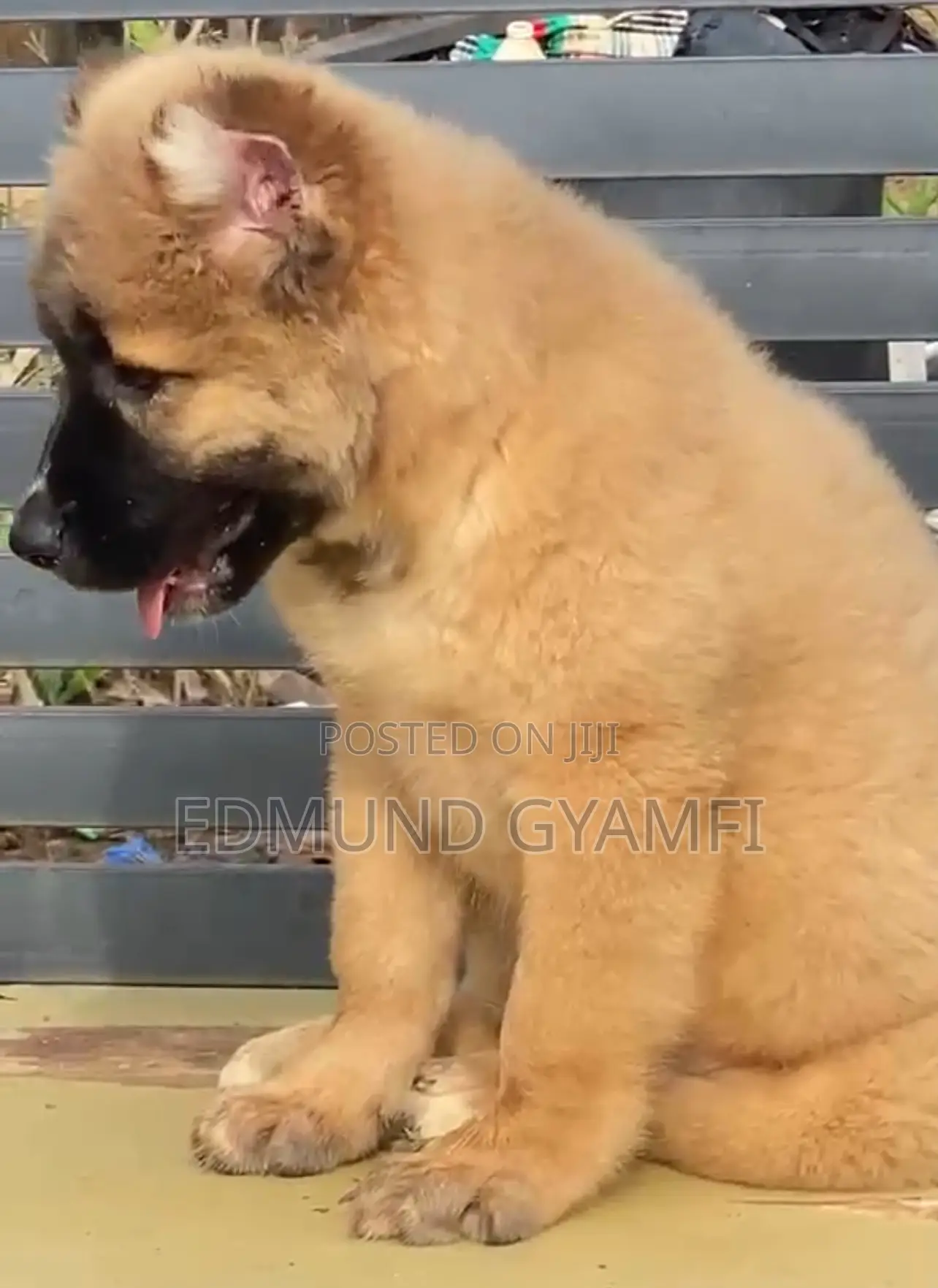 1-3 months Male Purebred Caucasian Shepherd
