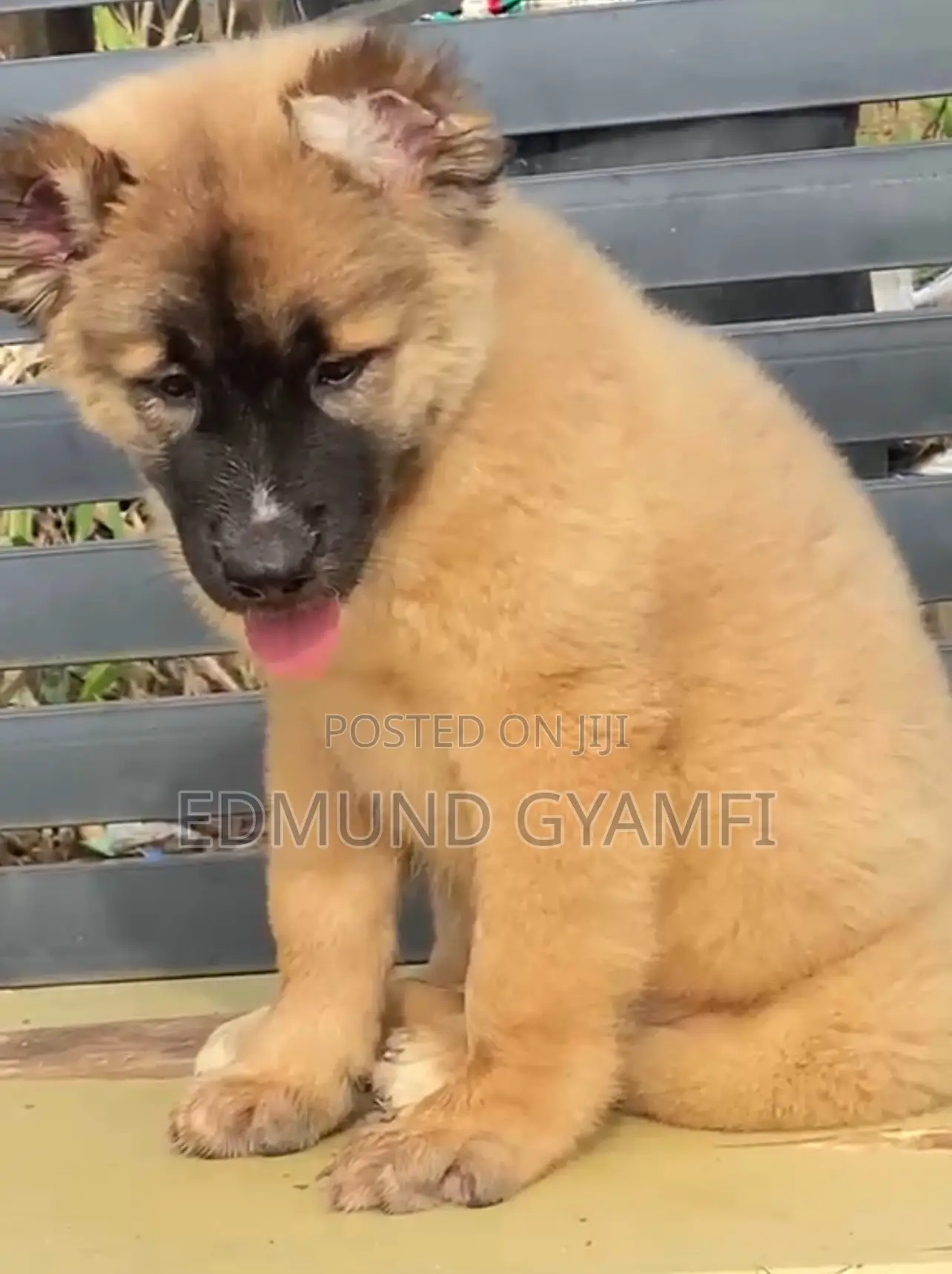 1-3 months Male Purebred Caucasian Shepherd