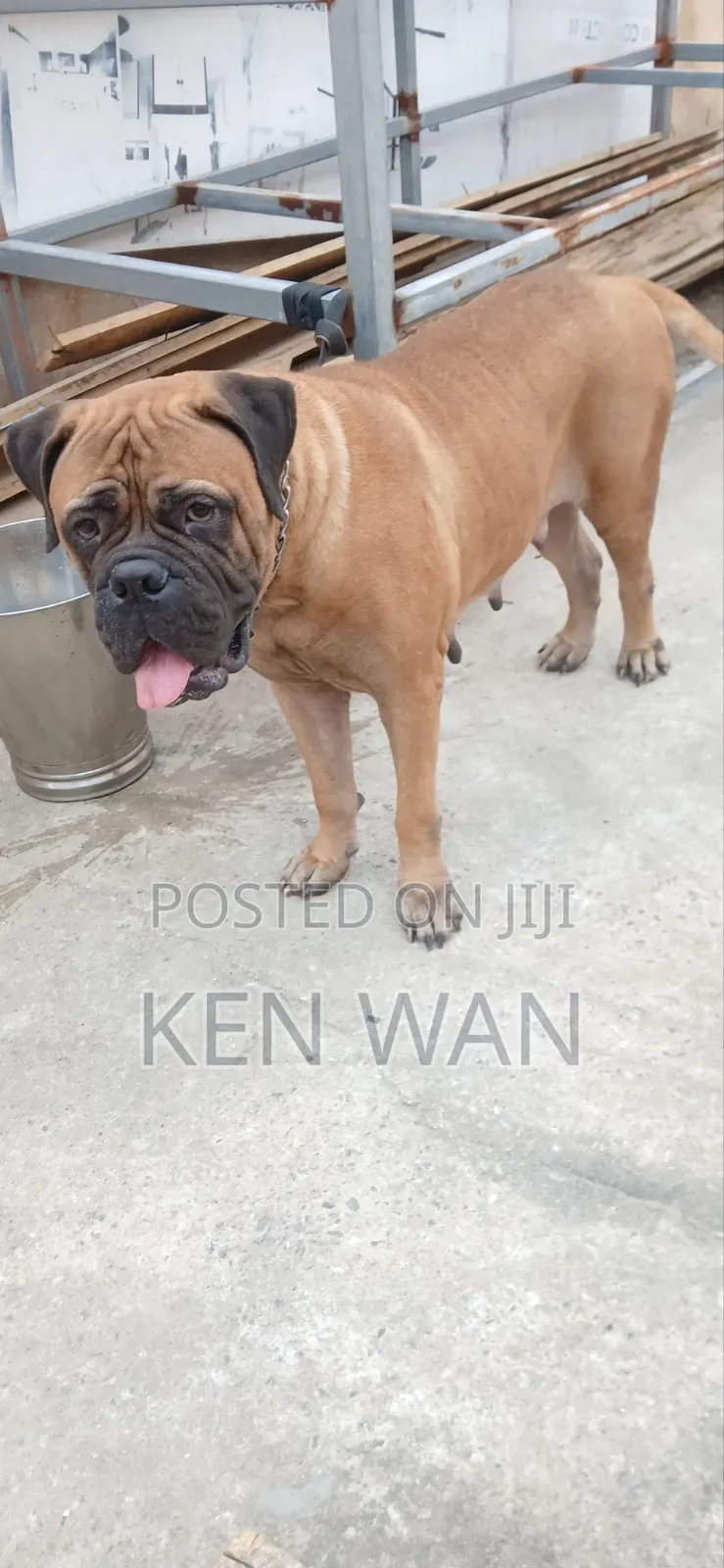 1+ year Female Purebred Bullmastiff