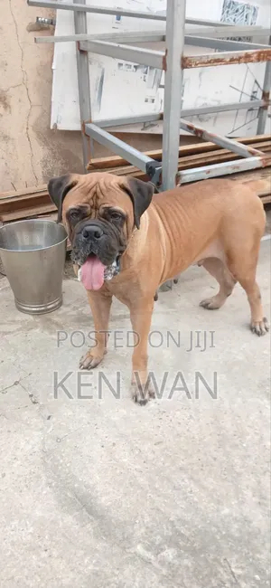 1+ year Female Purebred Bullmastiff