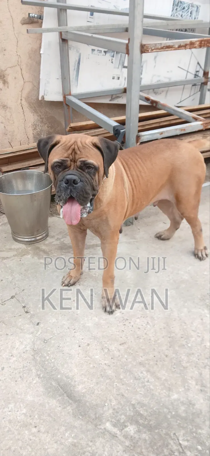 1+ year Female Purebred Bullmastiff