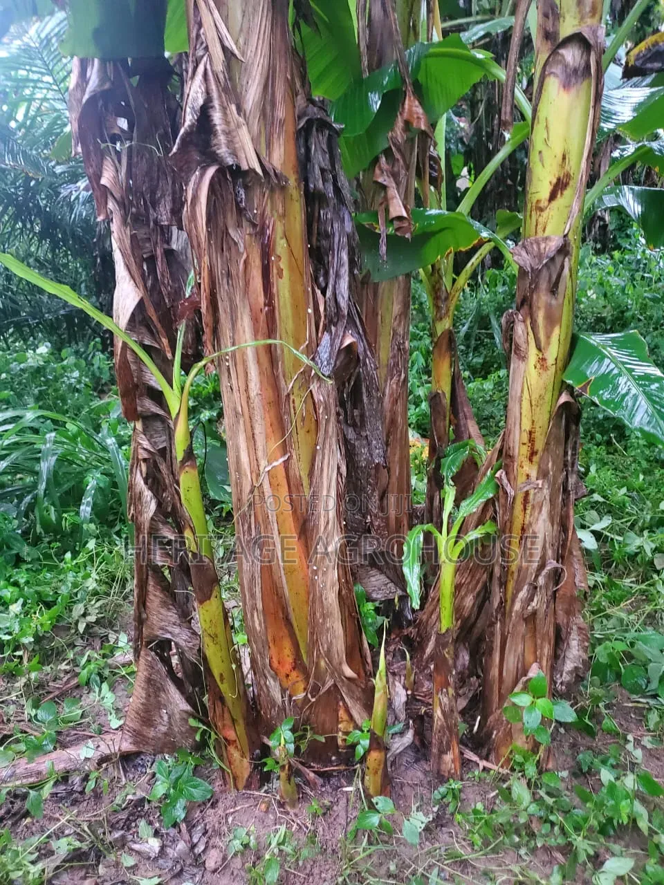 Plantain Suckers