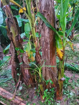 Plantain Suckers
