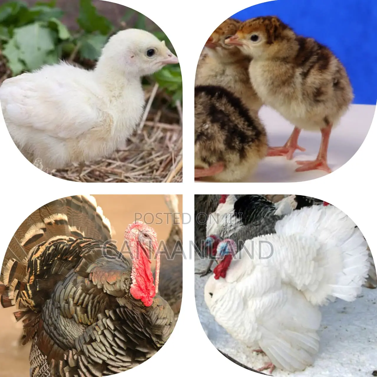 Foreign Day-Old BBB BBW Poults (Turkeys)