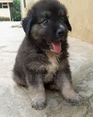 1-3 months Male Purebred Caucasian Shepherd