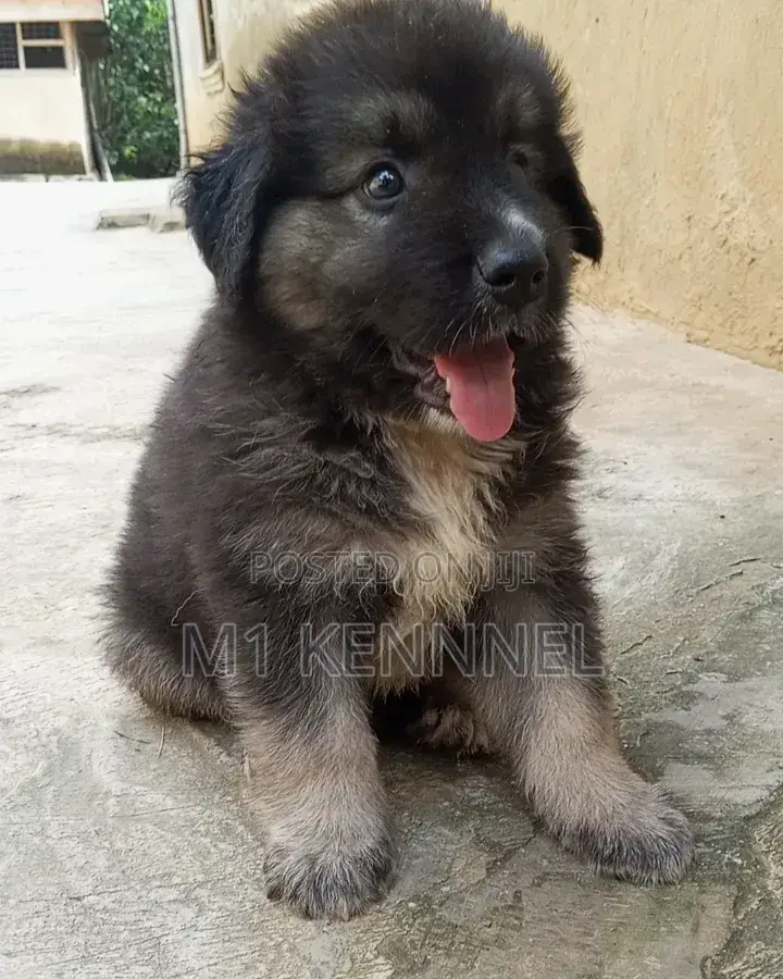 1-3 months Male Purebred Caucasian Shepherd