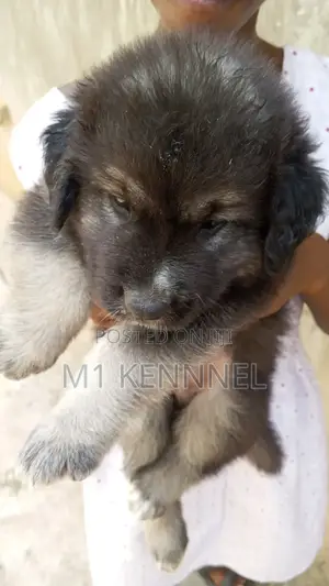 1-3 months Male Purebred Caucasian Shepherd