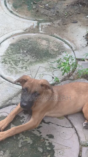 1-3 months Female Mixed Breed Belgian Malinois