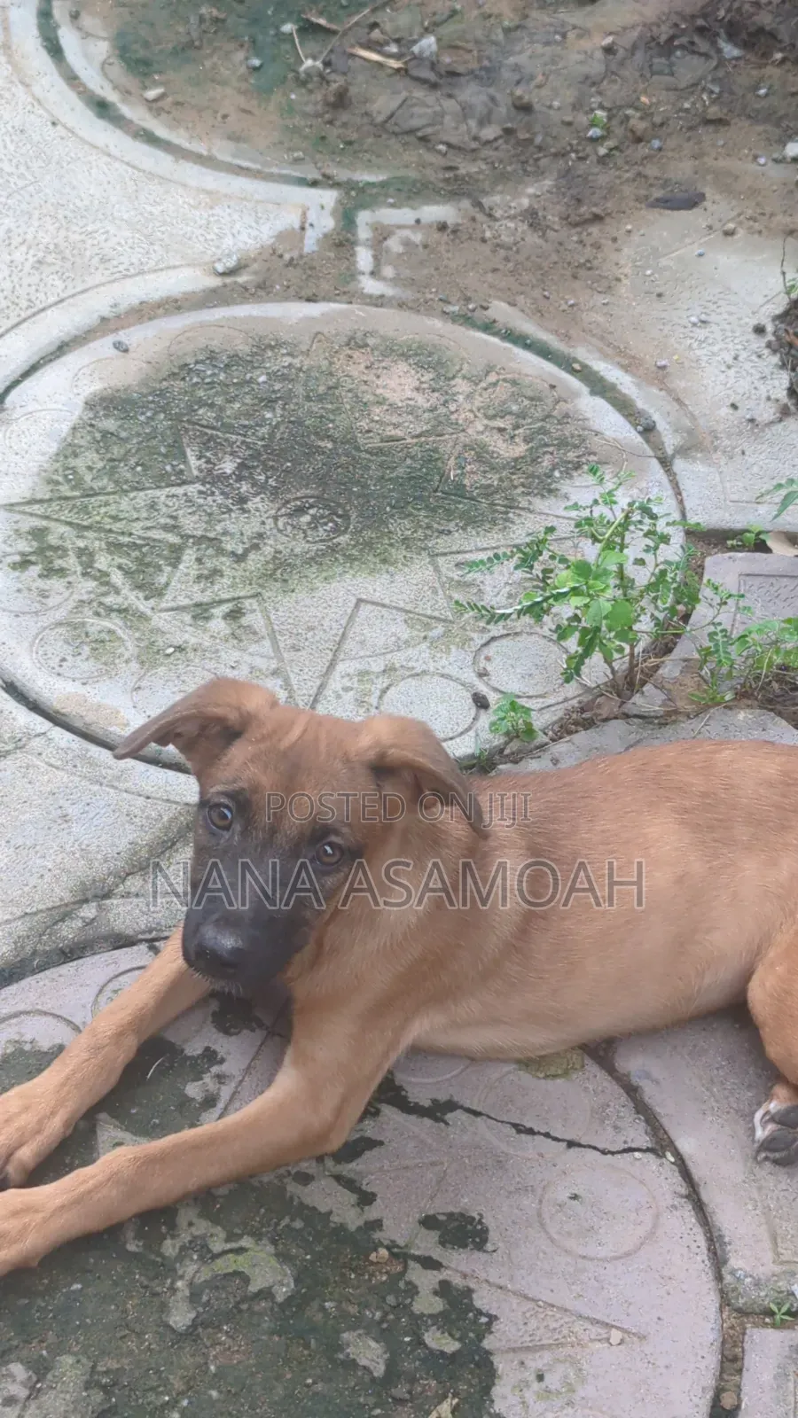 1-3 months Female Mixed Breed Belgian Malinois