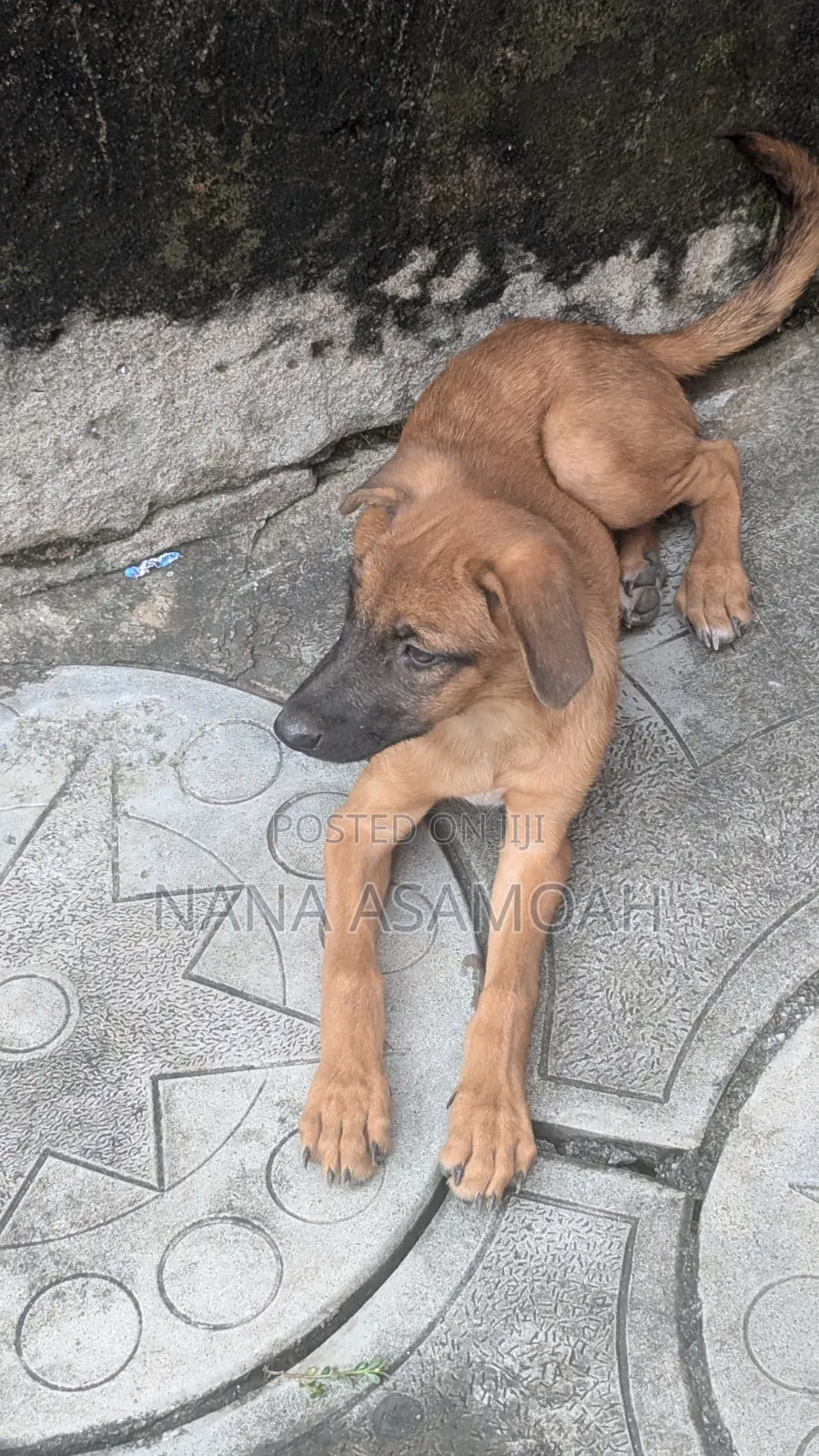1-3 months Female Mixed Breed Belgian Malinois