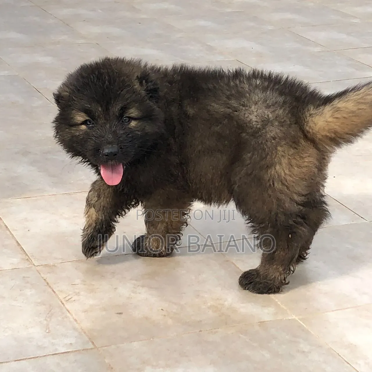 1-3 months Male Purebred Caucasian Shepherd