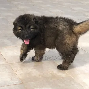1-3 months Male Purebred Caucasian Shepherd