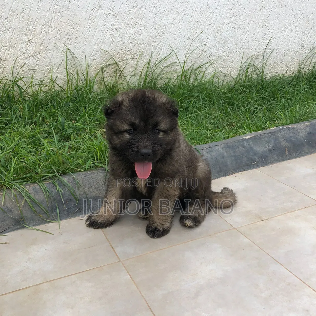 1-3 months Male Purebred Caucasian Shepherd
