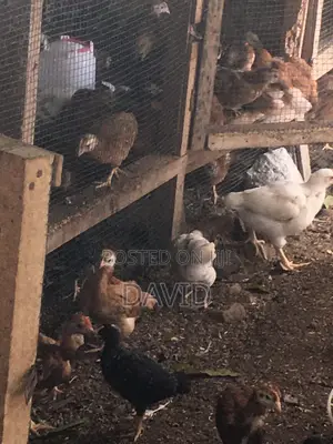 6 Weeks Chicks