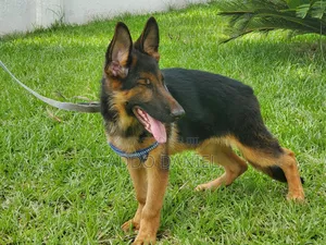 1-3 months Male Purebred German Shepherd