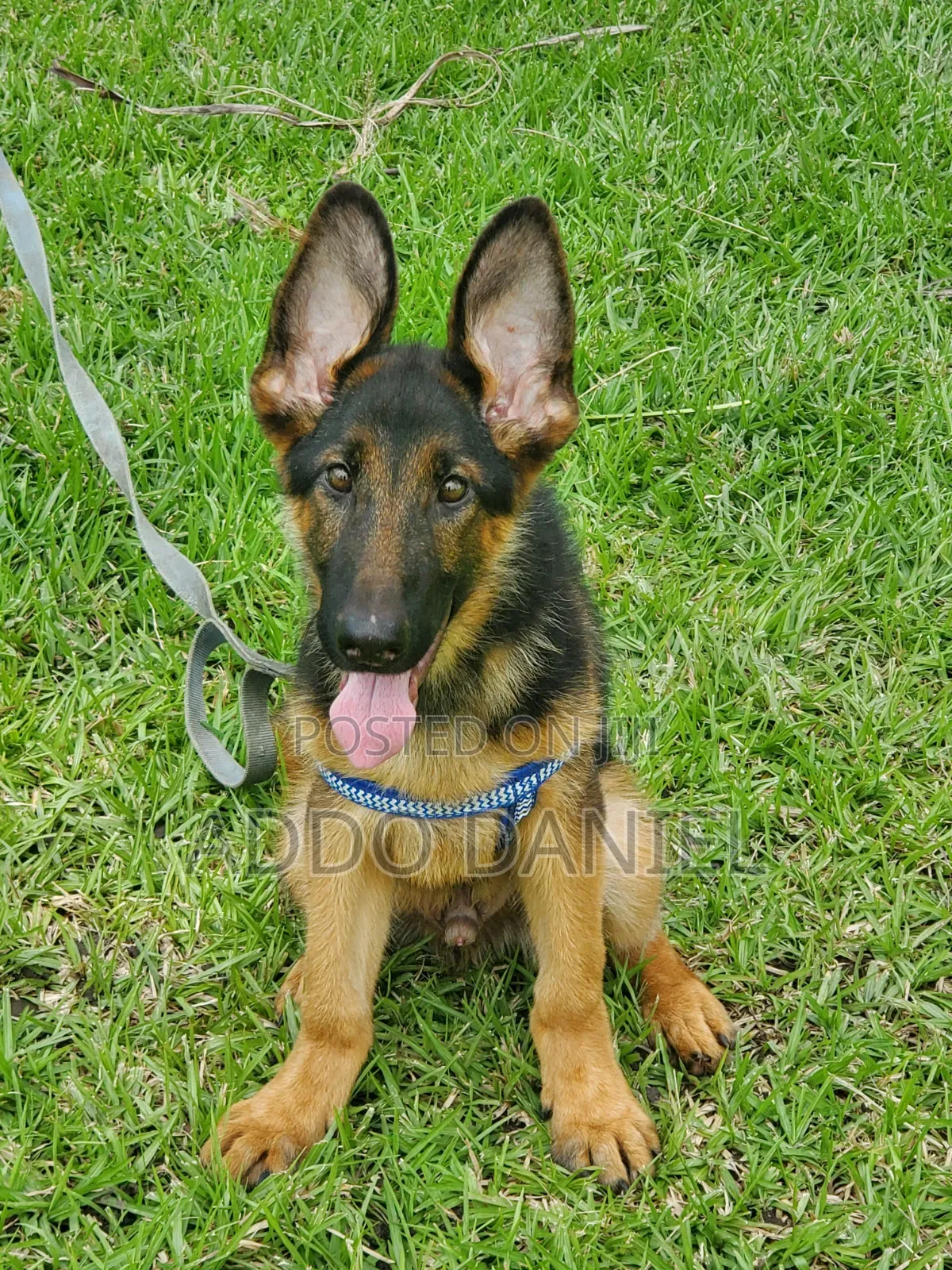1-3 months Male Purebred German Shepherd
