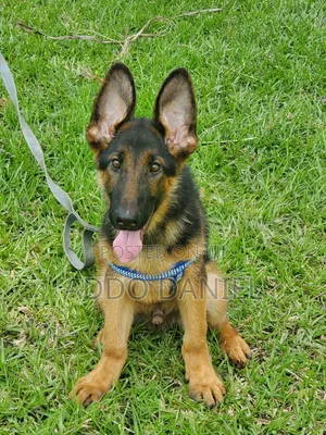 1-3 months Male Purebred German Shepherd