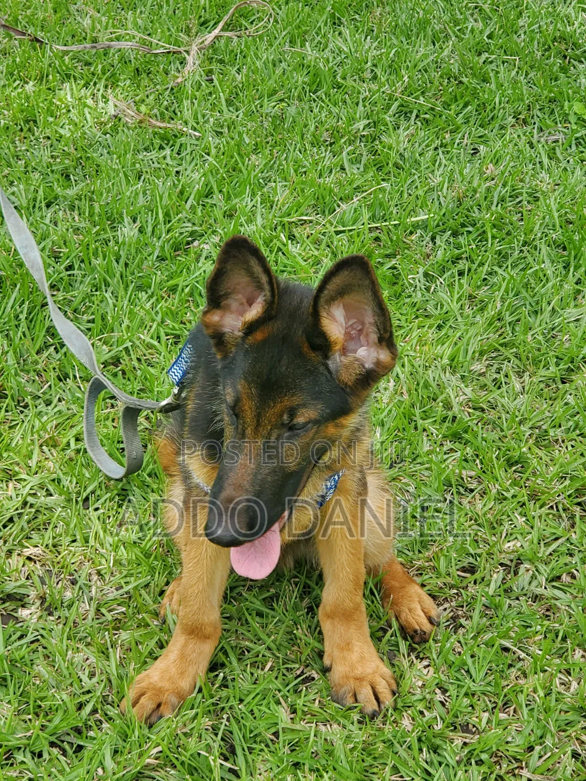 1-3 months Male Purebred German Shepherd