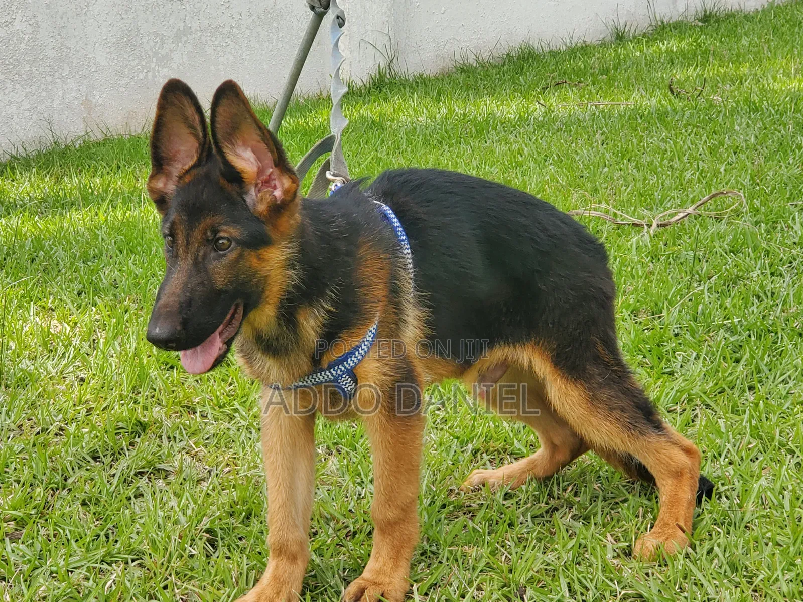 1-3 months Male Purebred German Shepherd