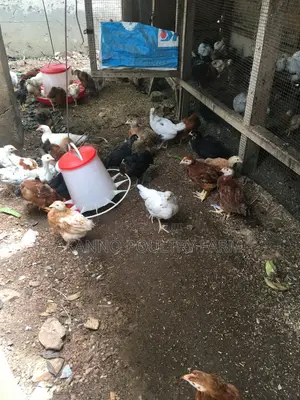 6 Weeks Chicks
