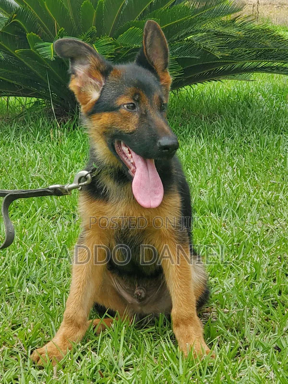 1-3 months Male Purebred German Shepherd